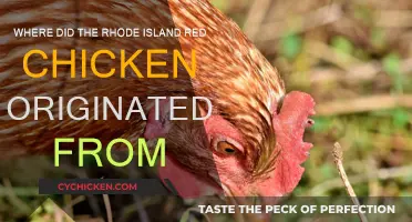 Origin Story of Rhode Island's Famous Red Chicken