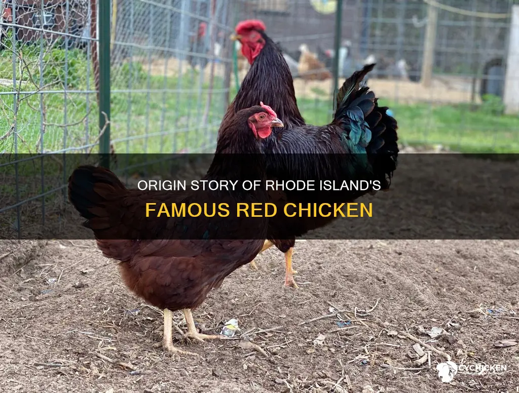 where did the rhode island red chicken originated from