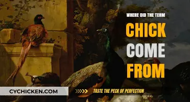 Unraveling the Origins: Where Did the Term 'Chick' Come From?