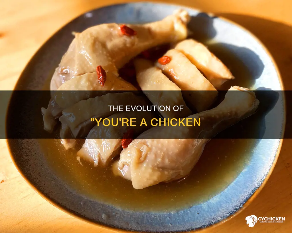 where did the term your a chicken come from