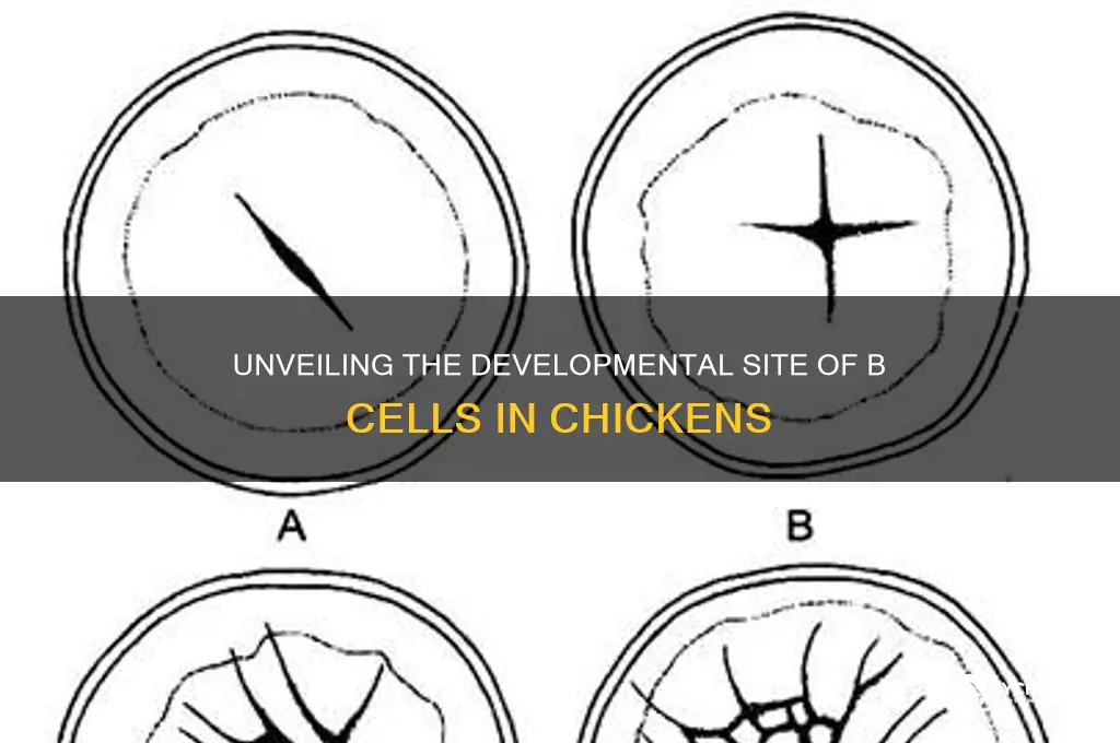 where do b cells develop in a chicke