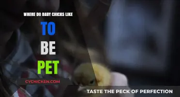 Gentle Petting Spots: Where Baby Chicks Enjoy Affection the Most