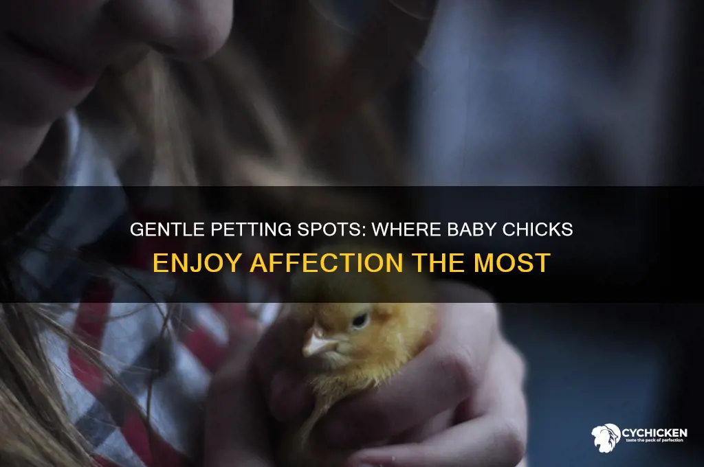 where do baby chicks like to be pet