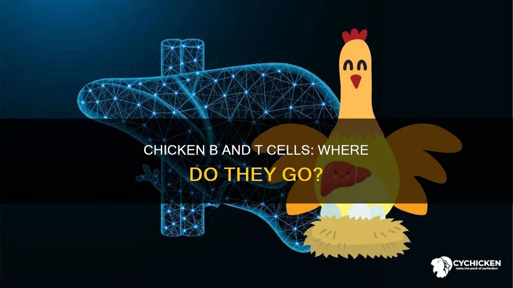 where do chicken b and t cells go after development