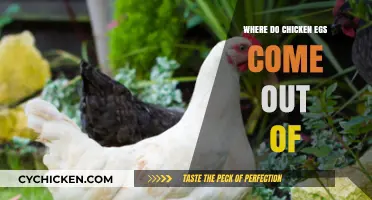 Understanding the Natural Process: Where Chicken Eggs Exit the Body