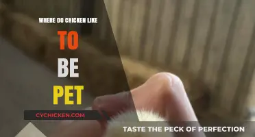 Where Chickens Love to Be Petted: A Guide to Happy Hens