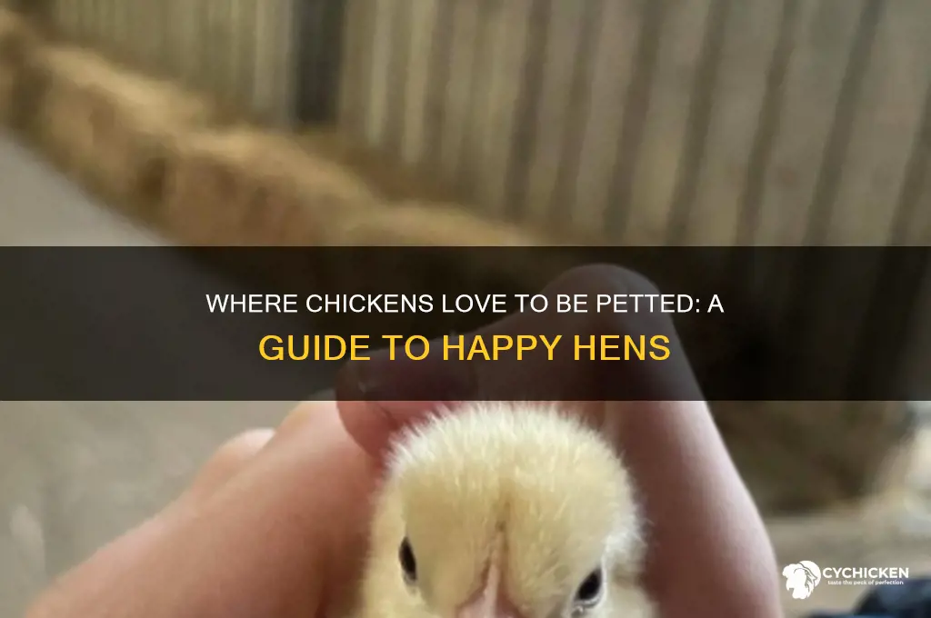 where do chicken like to be pet