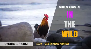 Exploring the Natural Habitats of Wild Chickens: Where They Thrive