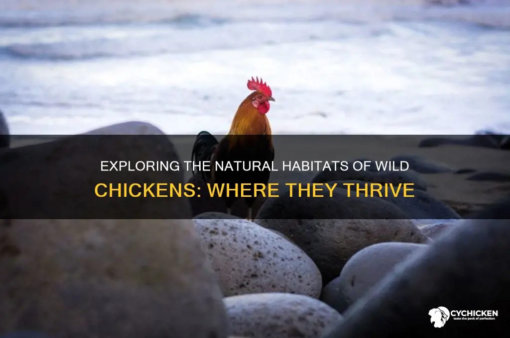 where do chicken live in the wild