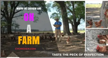 Exploring Chicken Habitats: Where Do Chickens Live on a Farm?