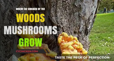 Discovering Chicken of the Woods: Ideal Habitats for This Vibrant Mushroom