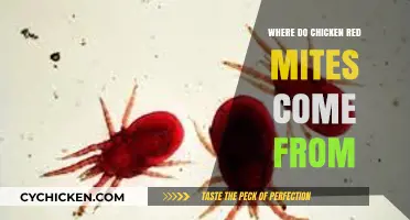 Uncovering the Origins of Chicken Red Mites: A Comprehensive Guide