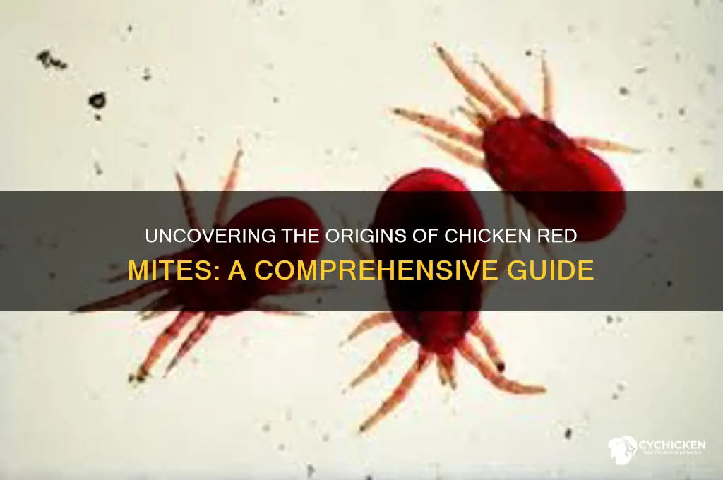 where do chicken red mites come from