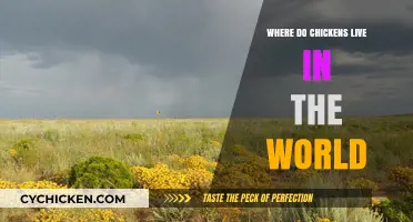 Exploring Global Habitats: Where Chickens Live Around the World