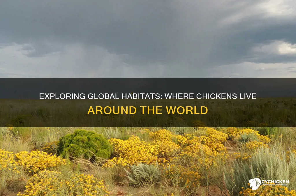 where do chickens live in the world
