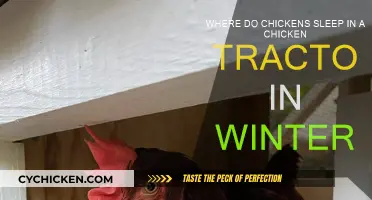 Chicken Tractors: Where Do Chickens Sleep During Winter?