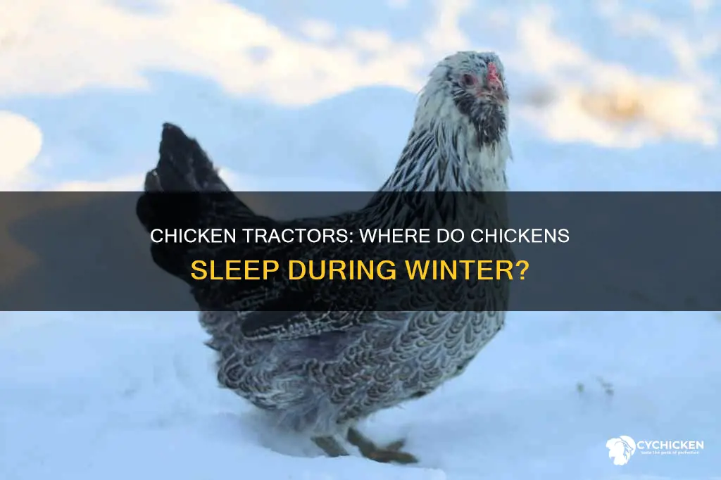 where do chickens sleep in a chicken tractor in winter