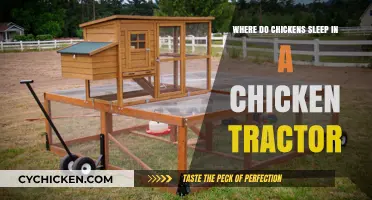 Cozy Quarters: Where Chickens Sleep in a Chicken Tractor