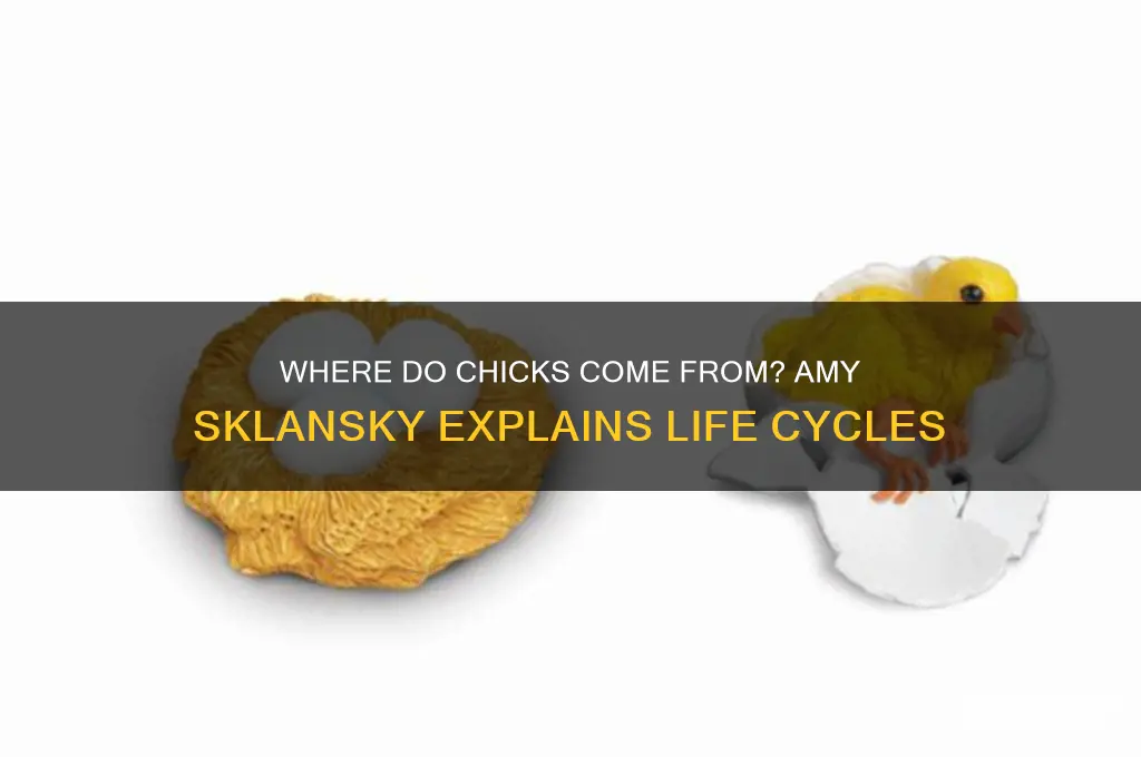 where do chicks come from by amy sklansky