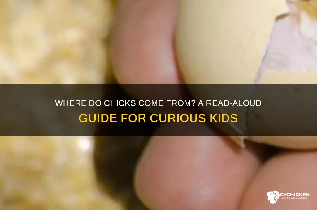 where do chicks come from read aloud