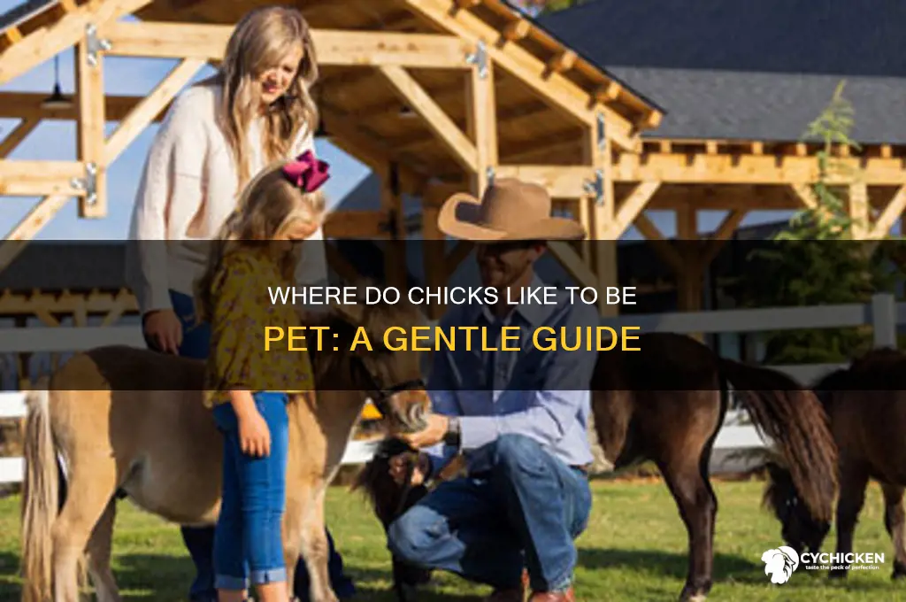 where do chicks like to be pet