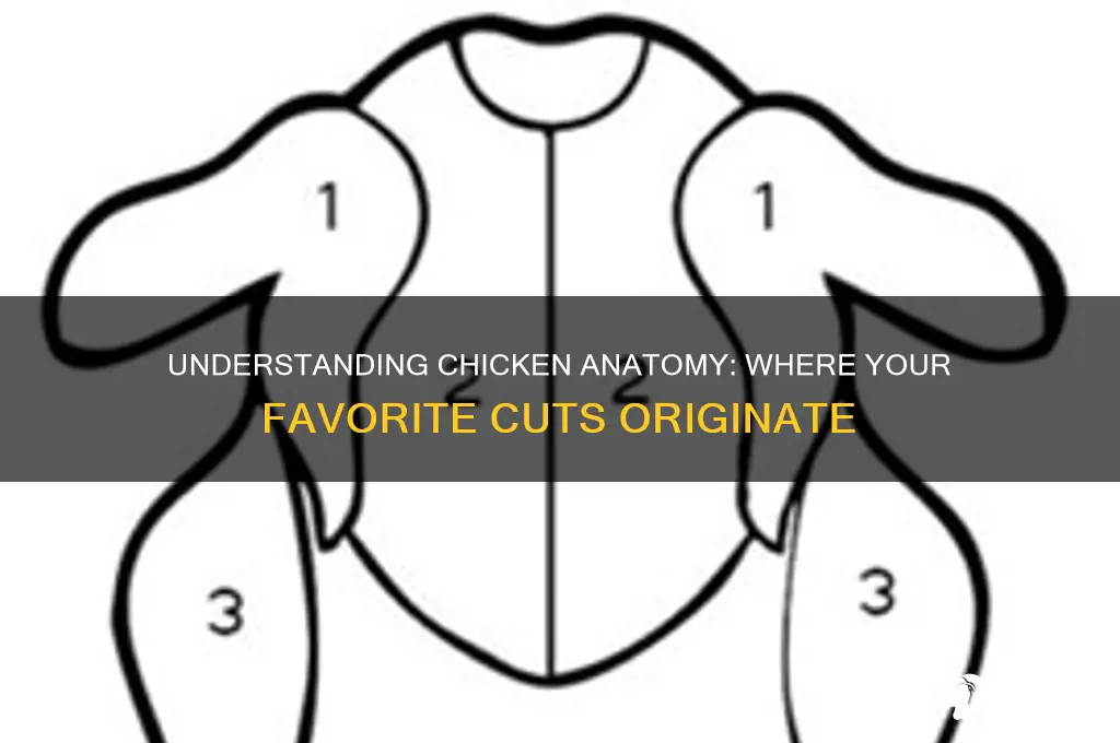 where do different chicken cuts come from
