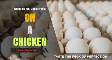 Unraveling the Mystery: Origins of Chicken Flat Eggs Explained