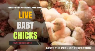 Where to Buy Organic Free-Range Live Baby Chicks: A Guide