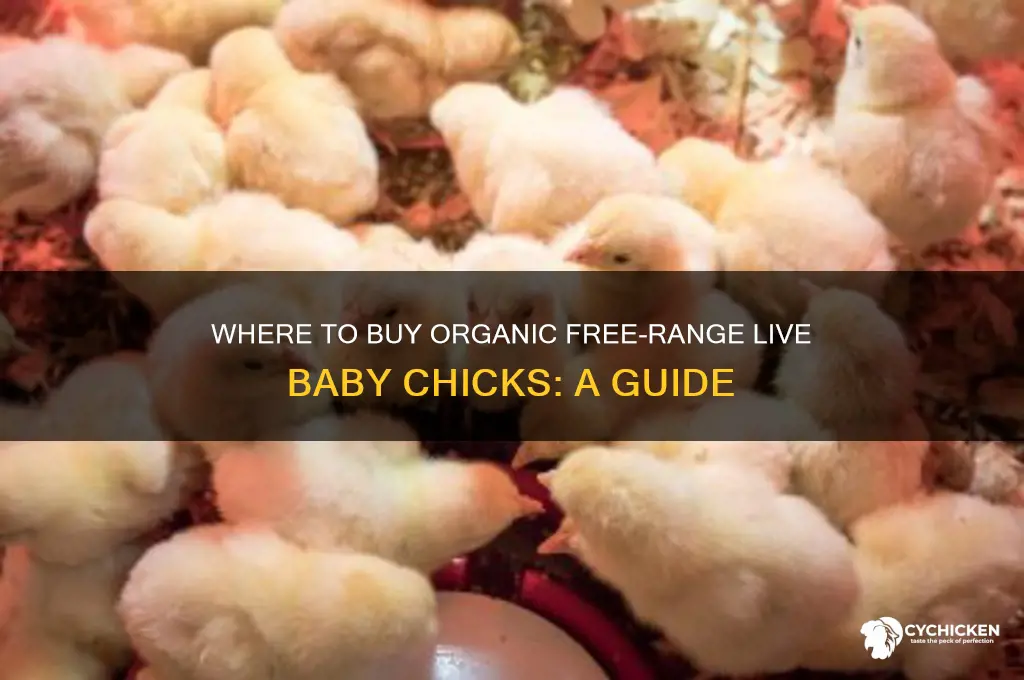where do i buy organic free range live baby chicks