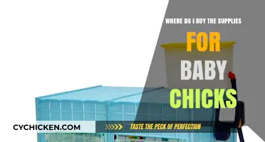 Essential Supplies for Baby Chicks: Where to Buy Everything You Need