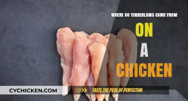 Unveiling the Mystery: Where Chicken Tenderloins Originate on the Bird