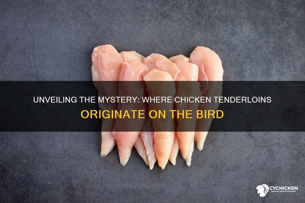 where do tenderloins come from on a chicken