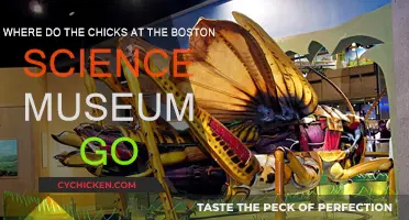 Boston Science Museum: Where Do the Chicks Go?