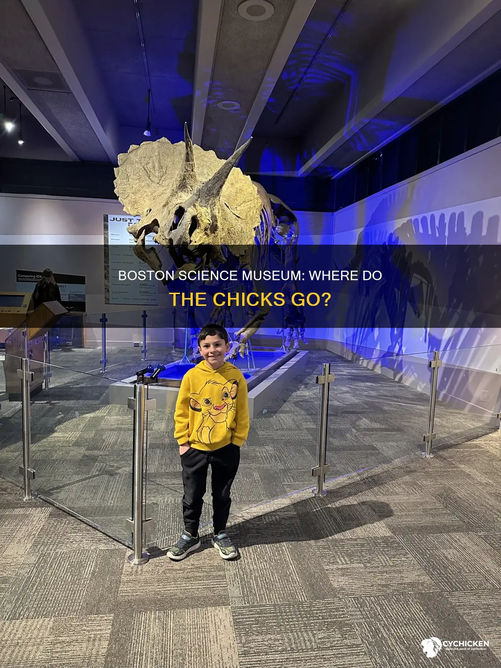 where do the chicks at the boston science museum go