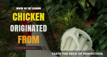 The Surprising Italian Origins of the Leghorn Chicken Breed