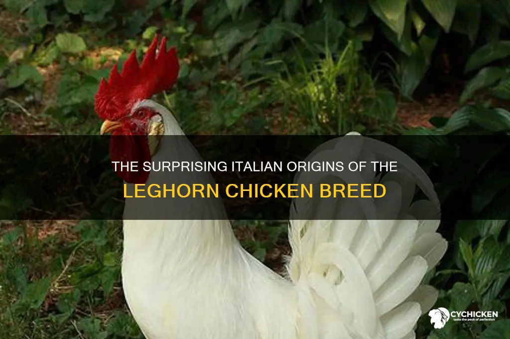 where do the leghorn chicken originated from