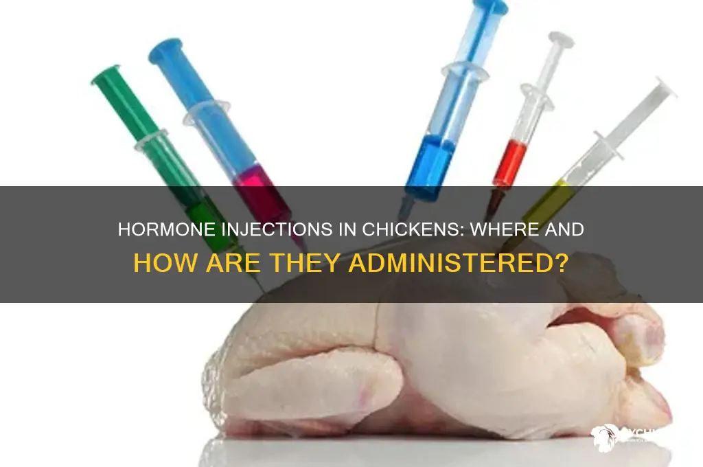 where do they inject hormones in chicken