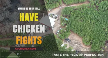 Where Chicken Fights Still Rule: Locations Keeping the Tradition Alive