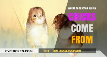 Where Do Tractor Supply Chicks Come From? A Detailed Look