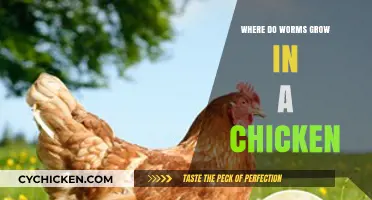 Where Do Worms Grow in Chickens? Understanding Parasite Life Cycles