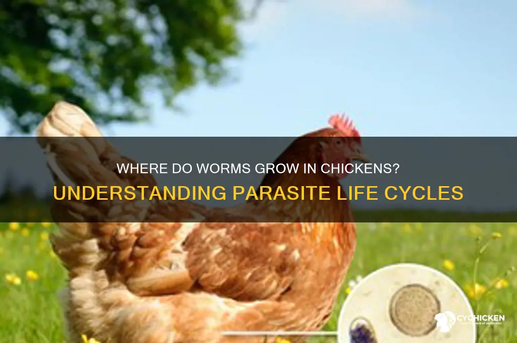 where do worms grow in a chicken