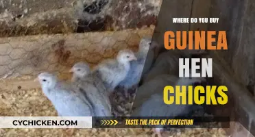 Where to Buy Guinea Hen Chicks: Top Sources and Tips