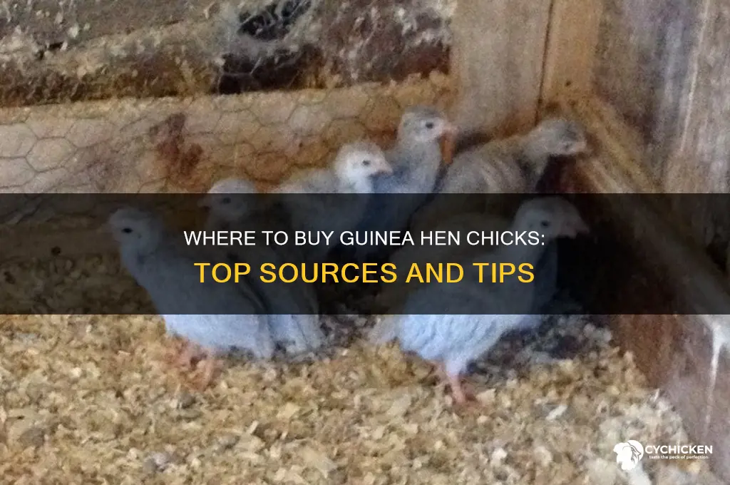 where do you buy guinea hen chicks