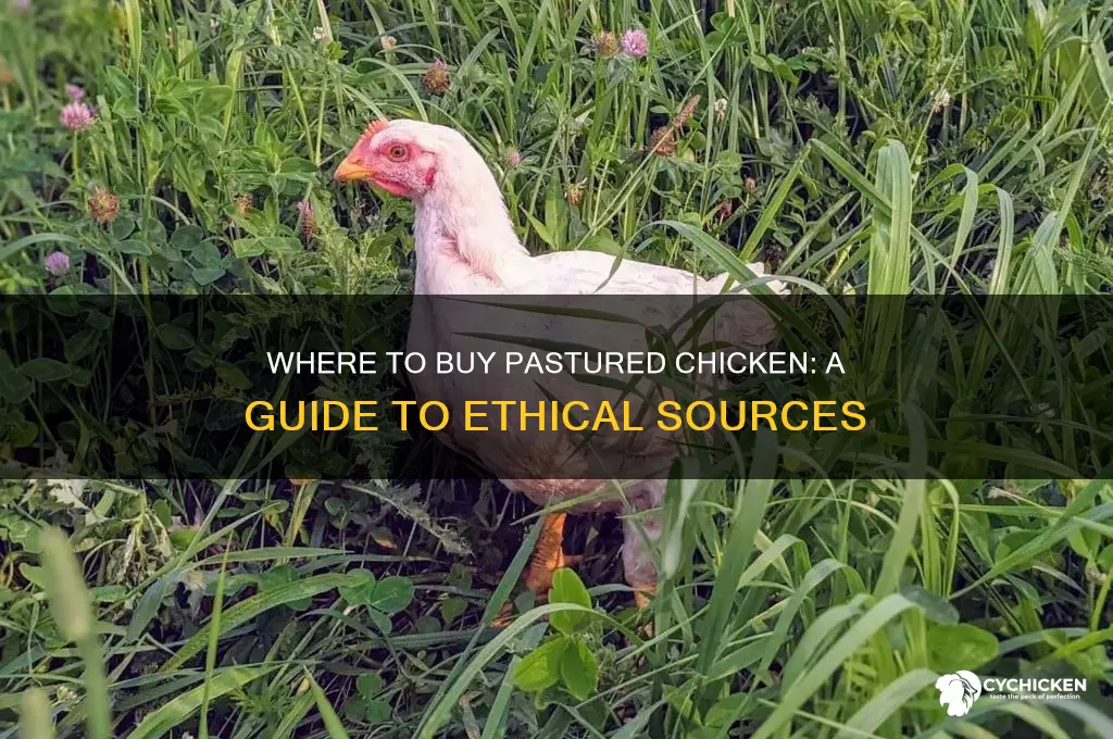 where do you buy pastured chicken
