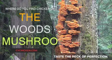 Finding Chicken of the Woods Mushrooms in Forests