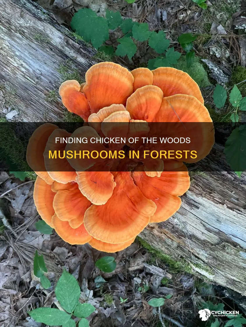 where do you find chicken of the woods mushrooms