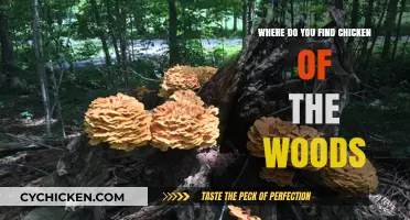 Discovering Chicken of the Woods: Top Spots to Hunt This Edible Fungus