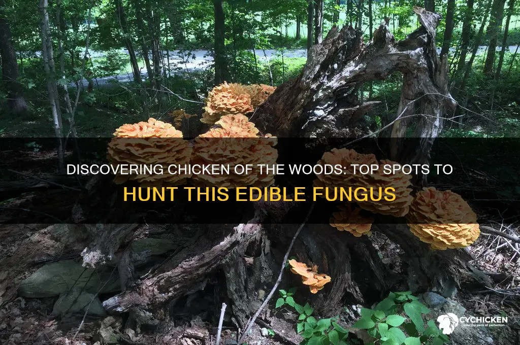 where do you find chicken of the woods