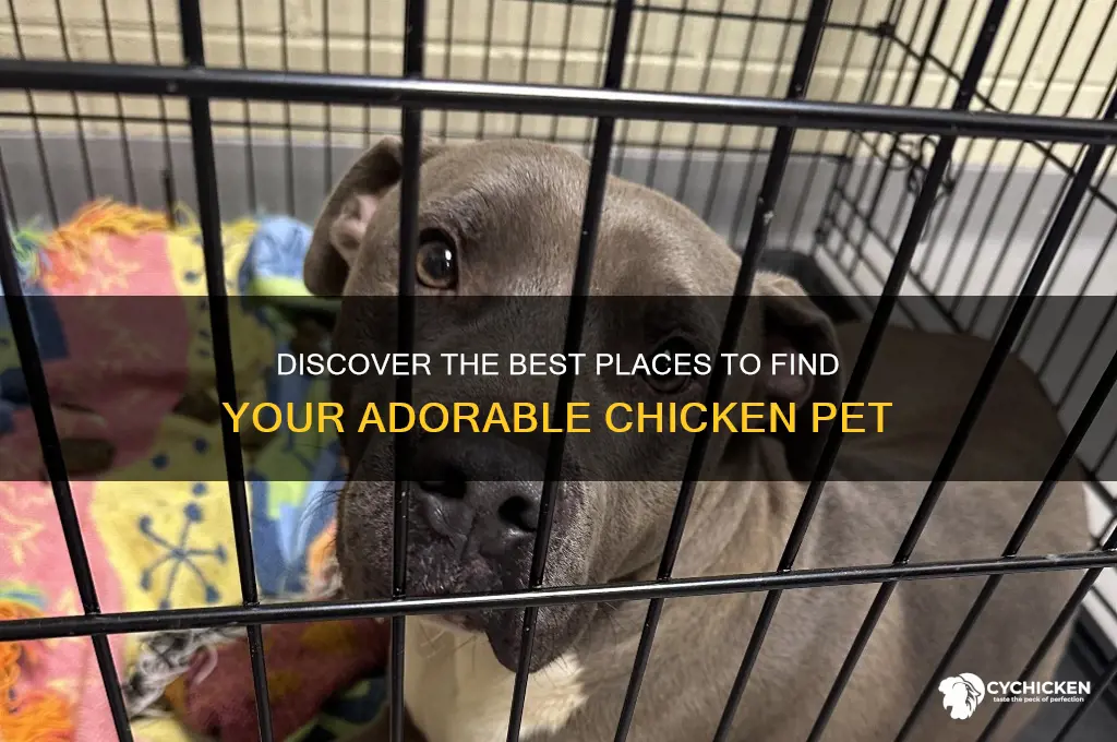where do you find the chicken pet
