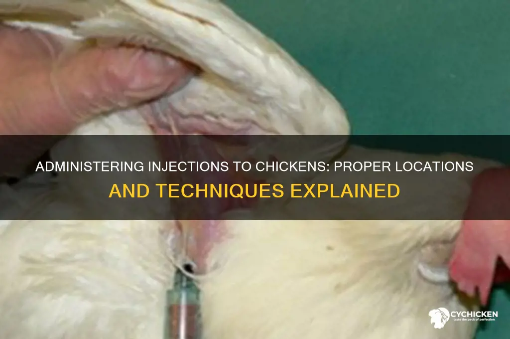 where do you give a chicken a shot